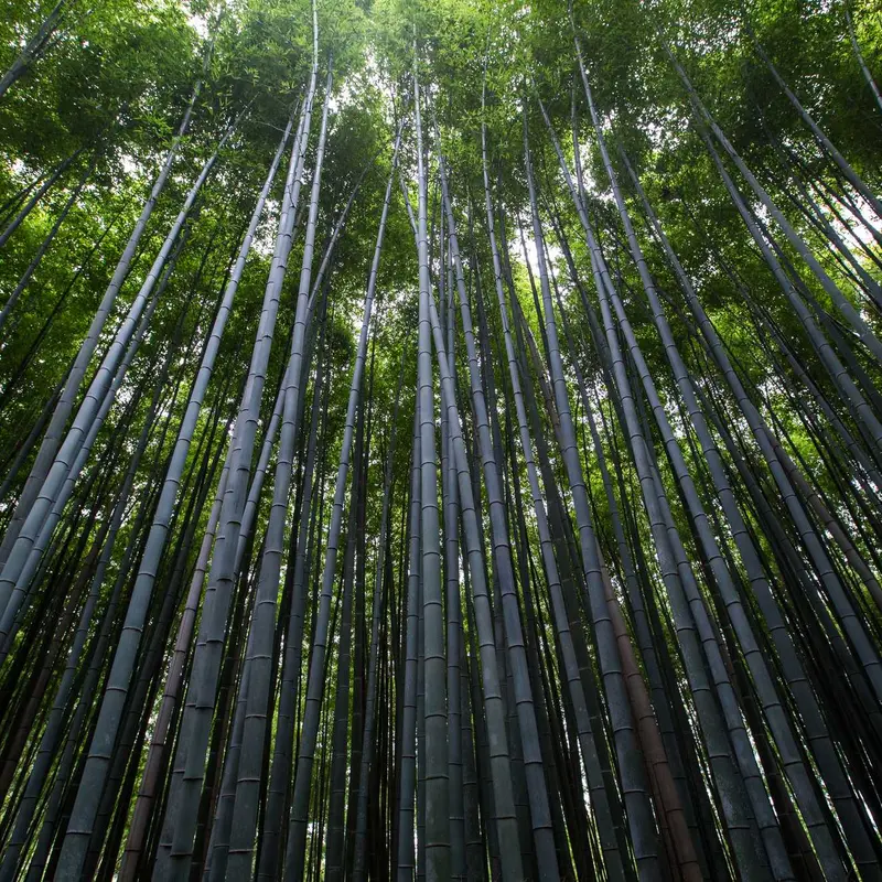 黑帽seo泛目录